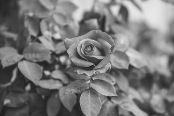 Red rose in monochrome beginning to bloom