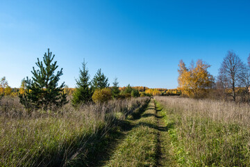 Fototapeta na wymiar A grassy road leading to the autumn forest on a sunny day.