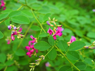 Obraz premium 秋の公園に咲く萩の花