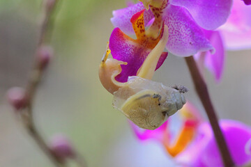 A small snail is looking for food in wild orchid flowers. 