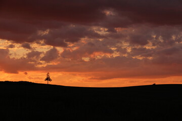 Fototapeta na wymiar 美しい夕焼け空と松の木 