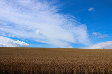 Obraz premium 黄金色の麦畑と青空 
