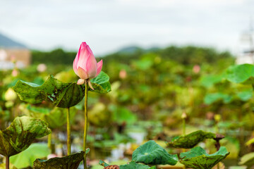Beautiful pink lotus on blur background.