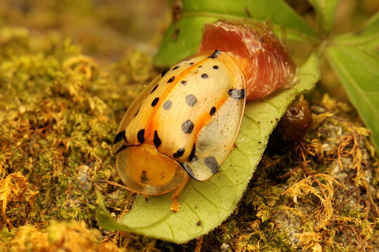 A spotted tortoise beetle is having a moulting process. This insect has the scientific name of the Aspidimorpha miliais. 