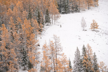 Winter landscape of forest at Kanas, Xinjiang province, China.