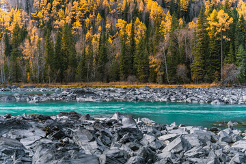 Autumn landscape of Kanas river and forest, in Xinjiang province, China. - obrazy, fototapety, plakaty