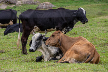 Obraz na płótnie Canvas Fotografia de gado brasileiro no pasto, na fazenda, ao ar livre, na região de Minas Gerais. Nelore, Girolando, Gir, Brahman, Angus. imagens de Agronegócio.