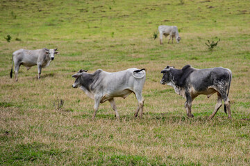 Obraz premium Fotografia de gado brasileiro no pasto, na fazenda, ao ar livre, na região de Minas Gerais. Nelore, Girolando, Gir, Brahman, Angus. imagens de Agronegócio.