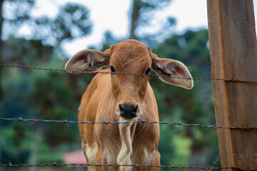 Fotografia de gado brasileiro no pasto, na fazenda, ao ar livre, na região de Minas Gerais....