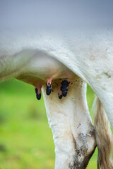 Fotografia de gado brasileiro no pasto, na fazenda, ao ar livre, na região de Minas Gerais. Nelore, Girolando, Gir, Brahman, Angus. imagens de Agronegócio.