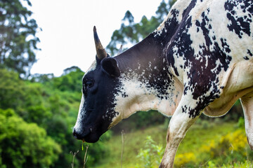 Fotografia de gado brasileiro no pasto, na fazenda, ao ar livre, na região de Minas Gerais. Nelore, Girolando, Gir, Brahman, Angus. imagens de Agronegócio. - obrazy, fototapety, plakaty