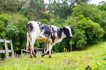 Fotografia de gado brasileiro no pasto, na fazenda, ao ar livre, na região de Minas Gerais....
