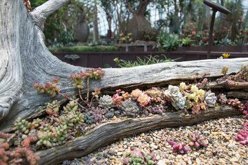 Succulent plant in Gardens by the Bay Singapore