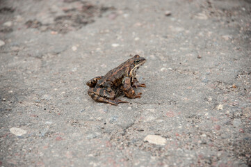 A toad is sitting on the road
