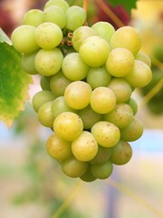 晩秋のブドウ畑