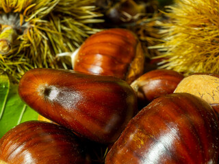 Macro view on chestnut. Close view. Chestnuts of brown color. Nature background. Fall season. Food...