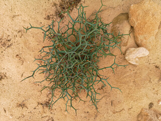 Spiky desert plant on sand. Rough arid tropical climate, strangely shaped flower growing in dry sand. Selective focus on the flora, blurred background.