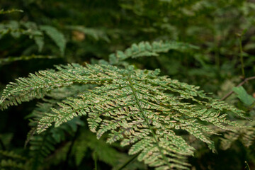 branches