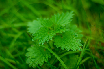 close up of nettle