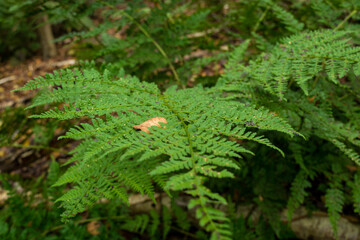 fern leaves