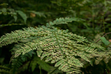 fern leaves