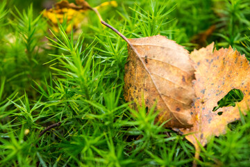 leaf in the grass