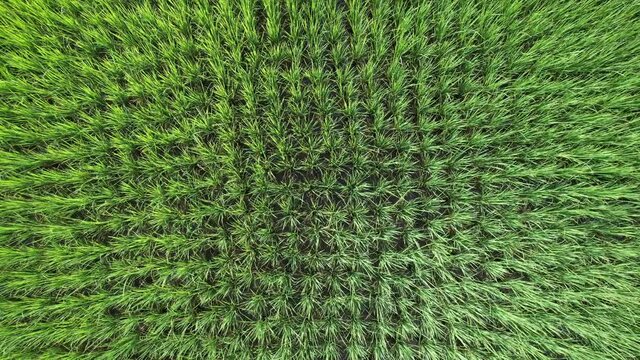 Aerial view landscape of Farm land fild in rural village mountains of asia with mist fog during morning time