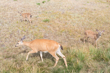 deer in the woods