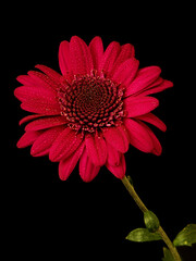 aster flower growing on black background