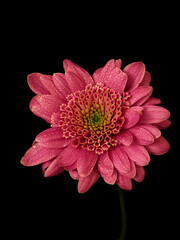 aster flower growing on black background
