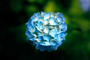 Close-up shot of blue hydrangae surrounded by green petals on an early June summer day in Japan