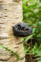 close up of a tree trunk