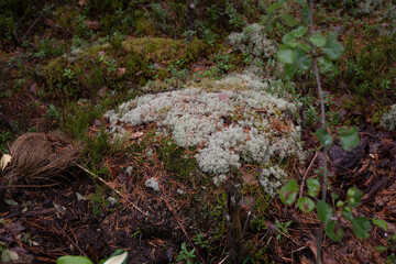 lichen and moss on the stump