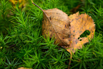 leaf on the grass