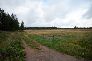 Fototapeta na wymiar landscape with a field and trees