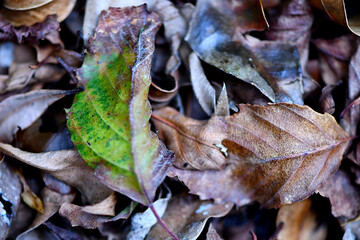 Autumn colour, red leaves at the turn of the season on the Bass Coast in South Gippsland in Australia.