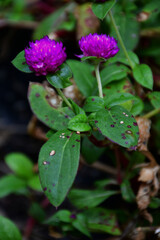 Fototapeta premium Flowers are diseased in the rainy season. The fungal disease appears on the globe amaranth leaves.