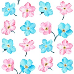 Blue and pink forget-me-not. Pattern. Watercolor botanical illustration included in the collection of wildflowers. Isolated image on a white background. For your design.