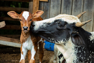 Fotografia de gado brasileiro no pasto, na fazenda, ao ar livre, na região de Minas Gerais. Nelore, Girolando, Gir, Brahman, Angus. imagens de Agronegócio. © Diogo