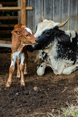 Fotografia de gado brasileiro no pasto, na fazenda, ao ar livre, na região de Minas Gerais....