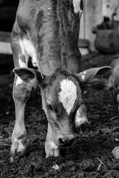 Fotografia de gado brasileiro no pasto, na fazenda, ao ar livre, na região de Minas Gerais. Nelore, Girolando, Gir, Brahman, Angus. imagens de Agronegócio.