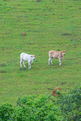 Obraz premium Fotografia de gado brasileiro no pasto, na fazenda, ao ar livre, na região de Minas Gerais. Nelore, Girolando, Gir, Brahman, Angus. imagens de Agronegócio.