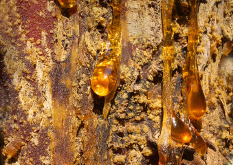 Amber drops.
A live drops of resin flows down the bark of a pine tree trunk.