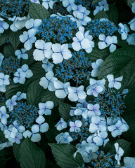 Hydrangea at early summer in Japan