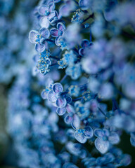 Hydrangea at early summer in Japan