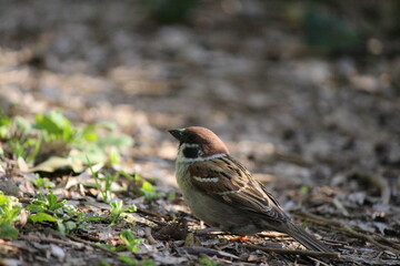 Bird in Ueno, Japan