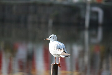 Bird in Ueno, Japan