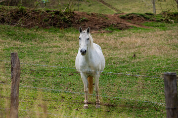 Obraz premium linda foto de cavalo brasileiro ao ar livre pastando na fazenda, em minas gerais, ao ar livre.
