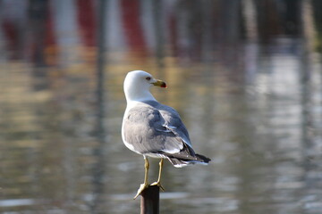 Bird in Ueno, Japan