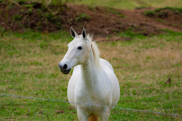 Naklejka na ściany i meble linda foto de cavalo brasileiro ao ar livre pastando na fazenda, em minas gerais, ao ar livre.